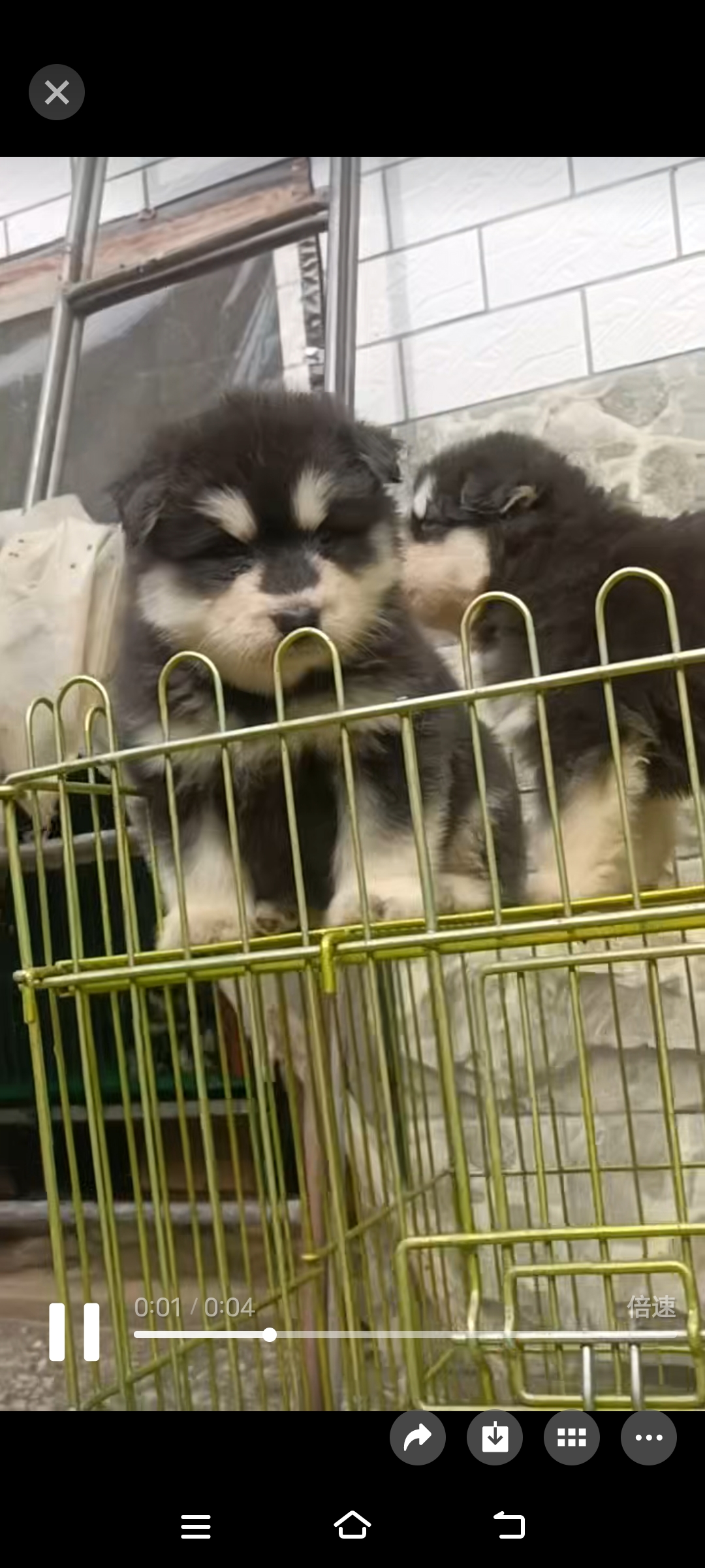 出售自家繁殖的熊版黑十字阿拉斯加幼犬两公两母标价就是卖价